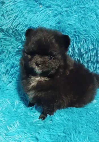 Spitz alemão macho ursinho anão suor pelagem 