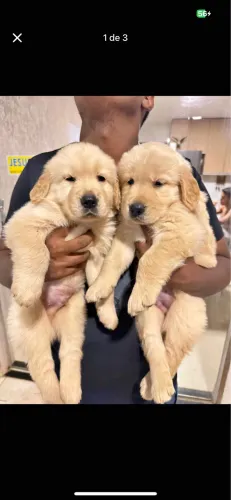 Golden