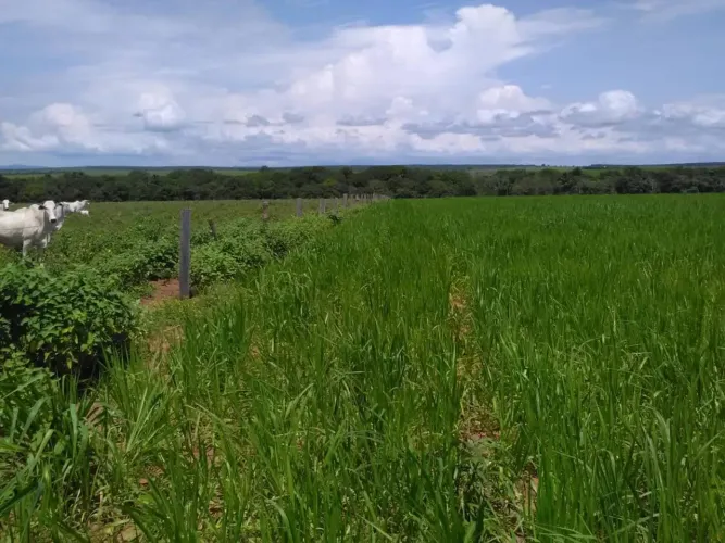 Fazenda para Venda em Guaraí