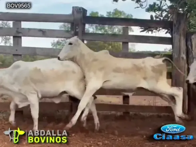 BOV9565 - 84 NOVILHAS NELORE - SANTA FÉ DE GOIÁS - GO