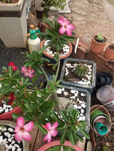 Rosa do deserto com vaso