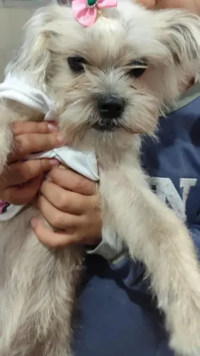 Doação de cachorra pote pequeno 