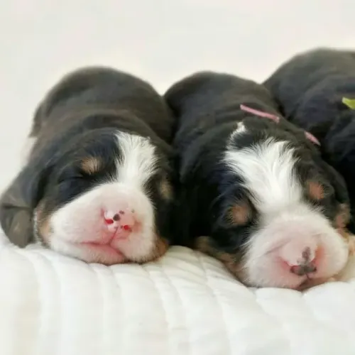 Filhotes de Bernese | Seu lar merece essa alegria!