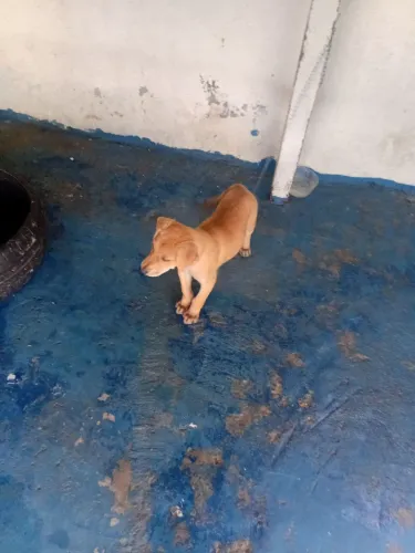 Doando  uma cachorrinha esperta 