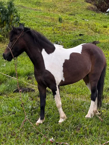 Pônei mais linda do Brasil