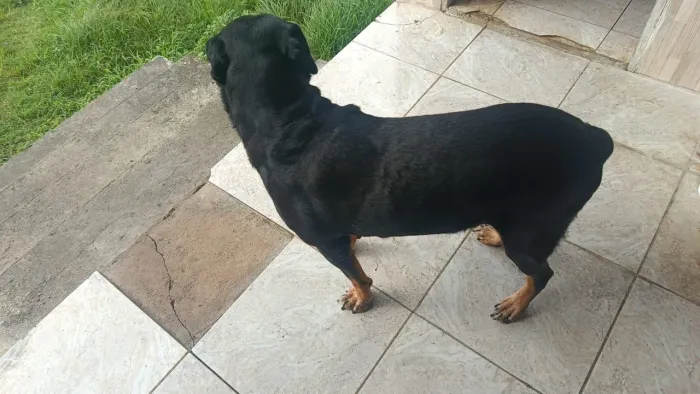 Para doação Rottweiler