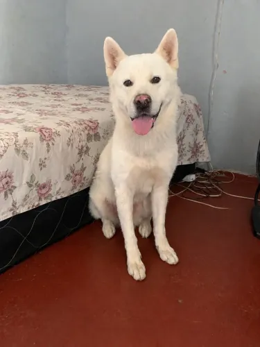 Doação de um akita Inu japonês