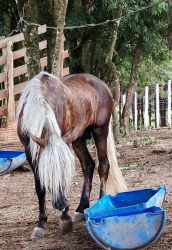 cavalo