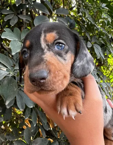 Lindo filhote macho dachshund arlequim prata Mini 