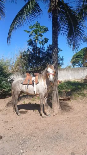 Cavalo mangalarga
