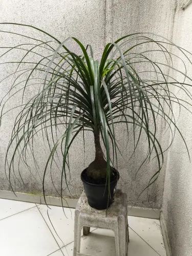Planta pata de elefante 1 metro