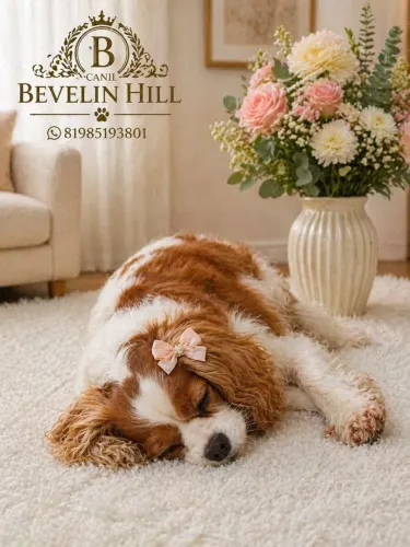 Cavalier macho lindo com pedigree