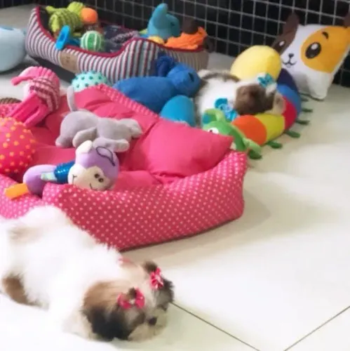 Shihtzu fofinhos vacina importada saudáveis 