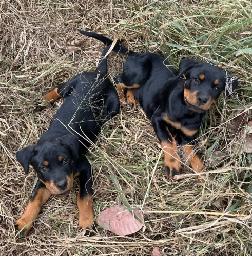 Filhotes fêmeas de Rottweiler disponíveis