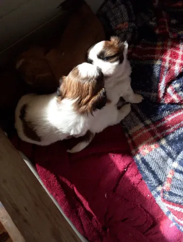 shih tzu