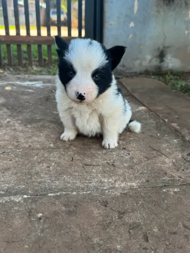 Filhotes de Border Collie