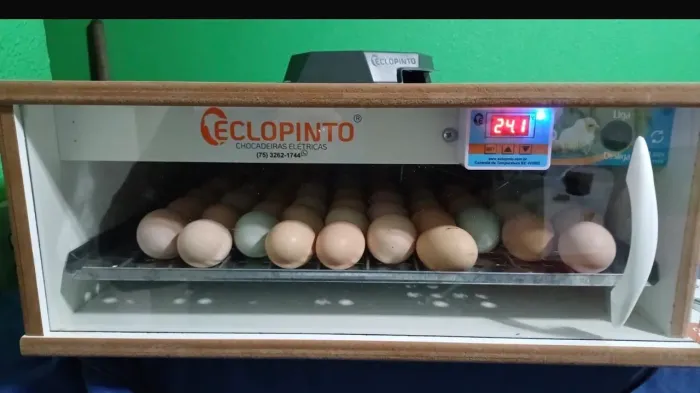 Chocadeira e Criador de Pinto 220 V