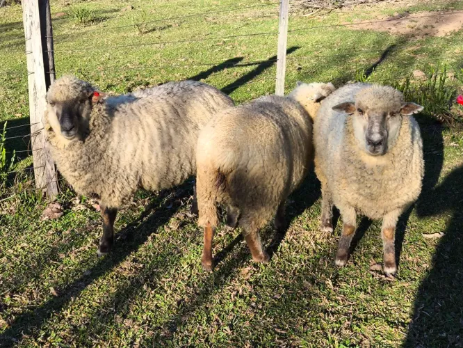 Ovelhas Cruza Hampshire