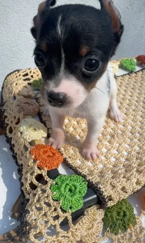 Pinscher zero 