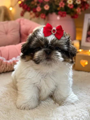 Filhote impecável de Shih tzu fêmea linhagem chocolate!