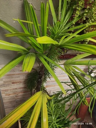 Vendo planta palmeira rafis com vaso