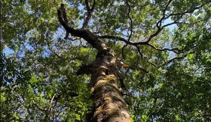 Fazenda à venda com 27.000ha, para compensação de carbono em Amazonas - AM