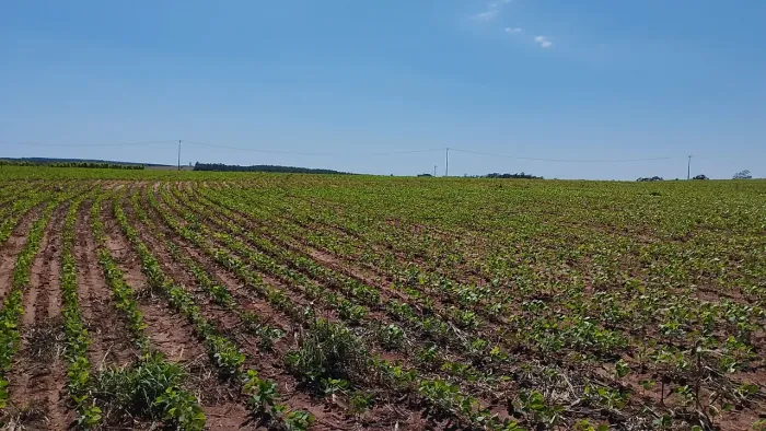 Área de 20.000m2 ,ótimo para usina solar,Presidente Castelo Branco-Pr, R$ 330.000,00