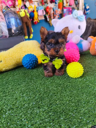 Yorkshire Terrier $2.200,00 machinho 