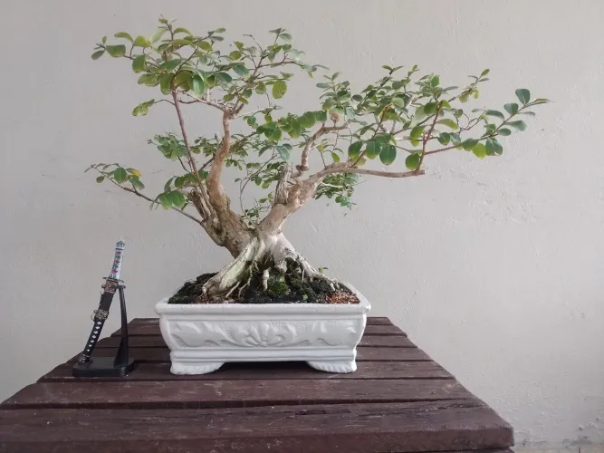 Bonsai extremosa 23 anos