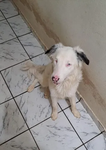 Border collie de 9 meses 