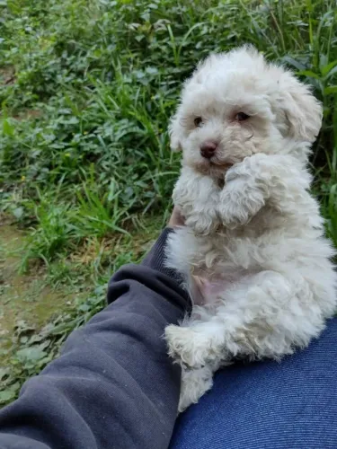 Poodle toy Todas as raças com ganratia total de saude e veterinario gratuito.