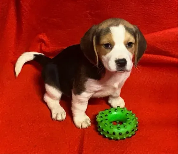 Beagle 13 polegadas, bicolor e tricolor, com suporte veterinário gratuito!