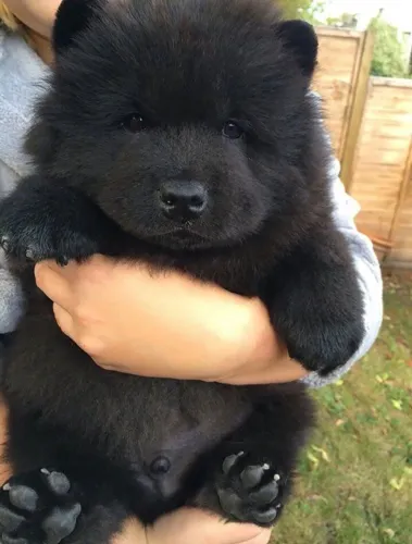 Filhotes de chow chow , casa cheia de pelo