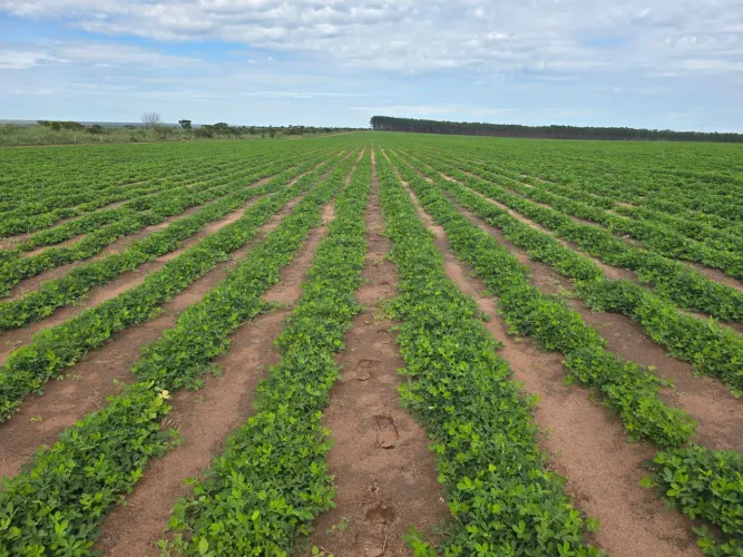Fazenda de 890hec em primavera do leste MT. Planta 600 hec. 15 milhões.