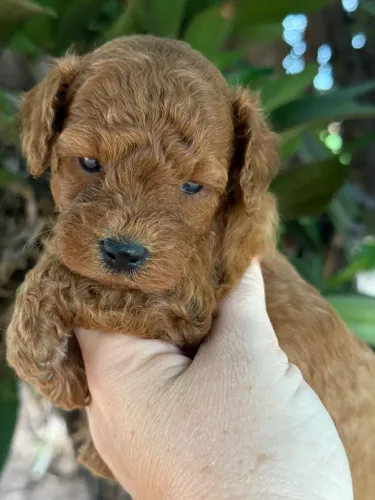 Poodle Toy machinho Red lindo 