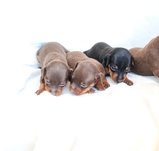 Pinscher zero chocolate casal - Filhotes lindos e saudáveis esperando por você!