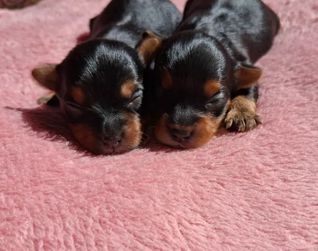 Cachorro