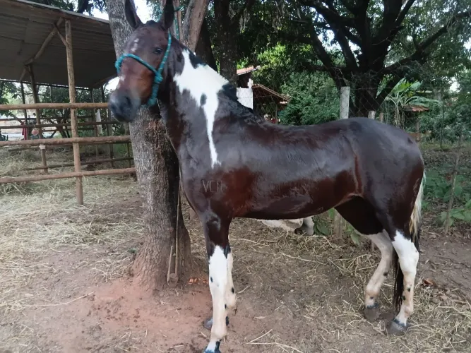 Potra pampa marchadeira