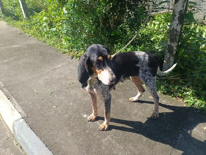Cachorra boa de tatu