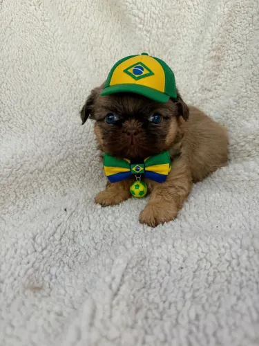 Encantador Filhote de Shih Tzu
