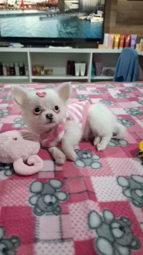 Chihuahua fêmea