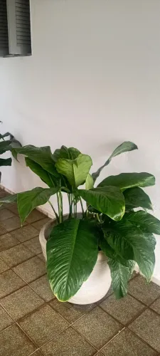 Vende Plantas