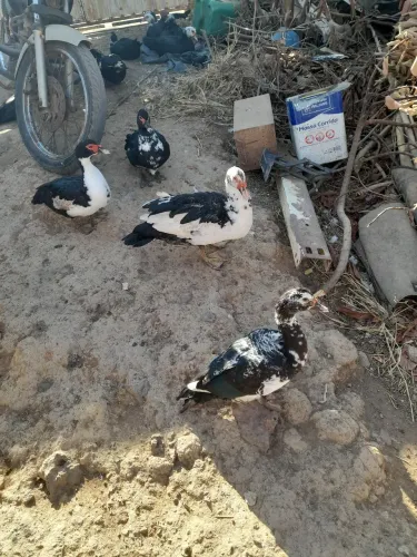 Vendo patos e patas.