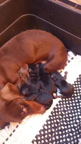 Dachshund