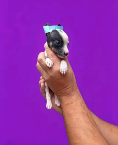 Filhote de Pequeno Porte