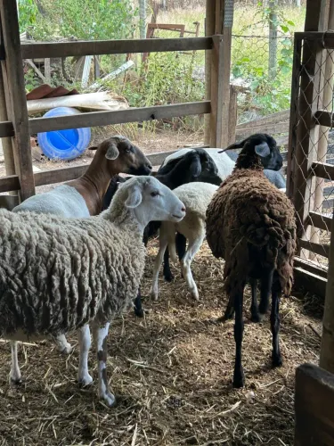Ovelhas doper com santa Inês
