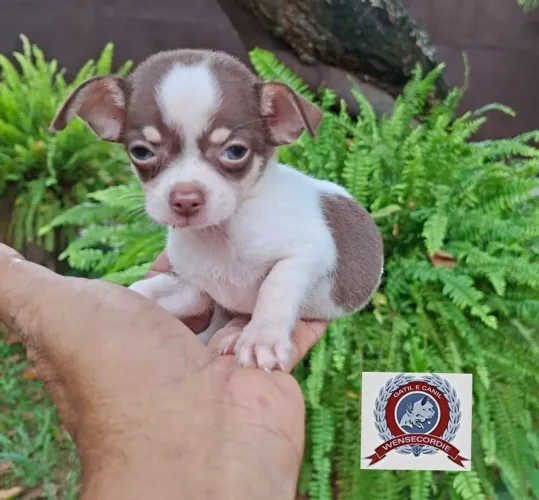 Filhotes Chihuahua pêlo longo e curto 