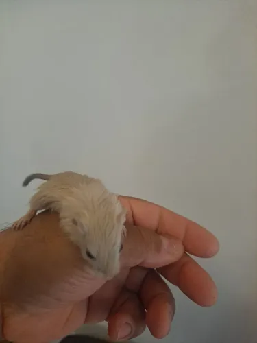Filhote de Gerbil REW selecionados