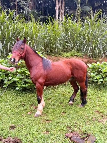 Cavalo