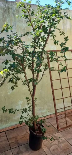 Pe de acerola +- 2 metros total